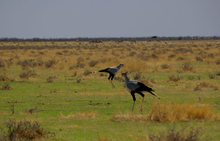 644 Namibia Okt 2006 Sekretaervogel.JPG